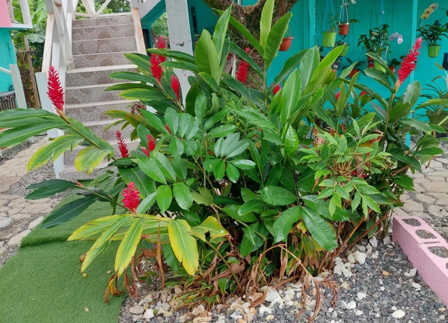 Alex'S Place - Tim Pappies Port Antonio Apartment